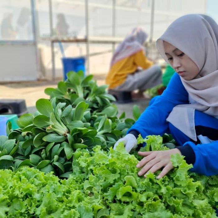Praktik kebun hidroponik